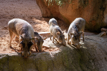 Group of common warthogs eating in the zoo enclosure