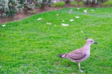 Marine waterfowl in green grass park