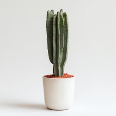 A Cereus cactus plant in a white pot