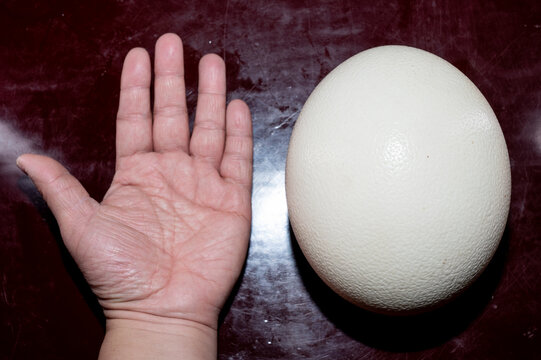 Holding ostrich egg in hand,The egg of the ostrich is the largest of any living bird.