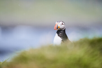 Puffin in Schottland