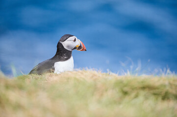 Puffin in Schottland