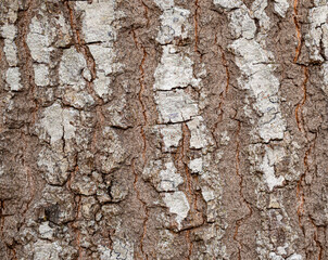 Bark texture with white fungus texture