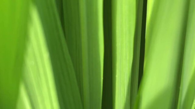 Soft focus background of green leaves of oryza sativa plant