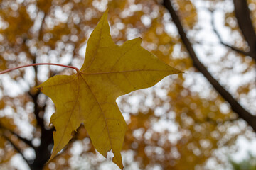 Yellow autumn leaves with golden blanket background