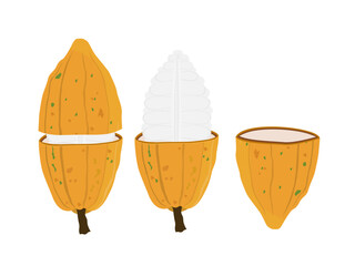 Fresh cocoa fruit on white background.