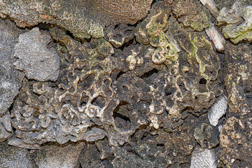 Stone with fossil holes background and wallpaper texture