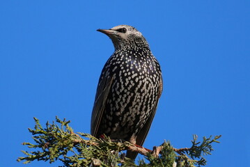 Starlings, scientific name sturnus vulgaris