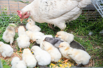 white hen takes care of her chicks and teaches them to peck millet and crushed boiled egg from bowl placed on the grass in a small wire cage, scene showing farm life and the care of poultry,