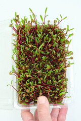 Hand-holding a plastic container with microgreens. Growing microgreens at home. Sprouted chard seeds or beet seeds.