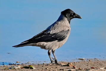 Daurian jackdaw (Coloeus dauuricus) perched in the grass.