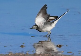 Motacilla alba lugens of the waterside