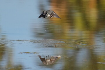 Motacilla alba lugens of the waterside