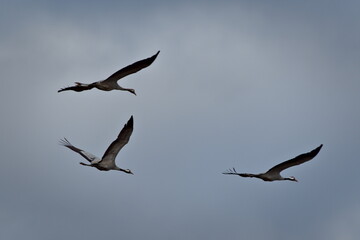 Flock of flying giant and rare bird Grus grus aka Common crane in Czech republic.