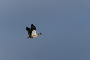 Alopochen aegyptiaca aka Egyptian Goose is flying on the blue sky. Nature of Czech republic.