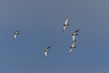 Flock of flying Anas Platyrhynchos aka wild or mallard ducks on the sky.