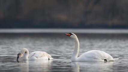 Waterfowl Cygnus olor aka The mute swan. Adult one and with her baby.