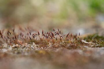 Moss Spores in Macro: A Close-Up of Nature’s Tiny Wonders