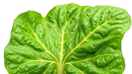 Fototapeta premium Fresh Collard Greens - Vibrant Green Leaves