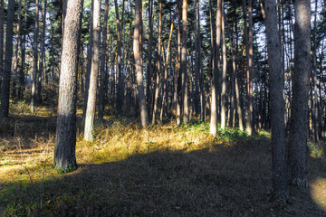 Fototapeta premium Carpet of orange autumn leaves. The trunks of coniferous trees are illuminated by the morning sun. The sun's rays fall on the field. The forest is in the background
