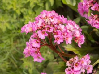 pink saxifrage close up