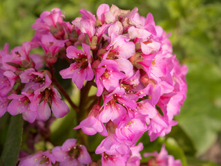 pink saxifrage in the garden