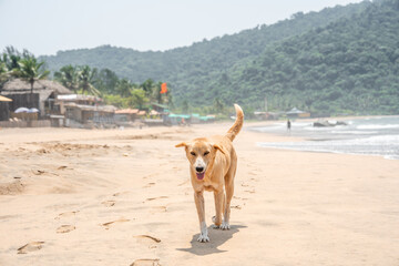 Streunender Hund am Agonda Beach in Goa Indien