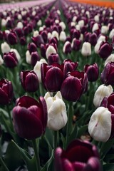 Fototapeta premium Stunning Dark Purple and White Tulip Field
