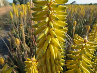 aloe vera flower field natural beautiful healthy skin care