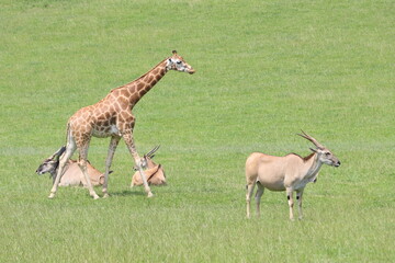 beautiful safari zoo wild animals nature conservation natural balance