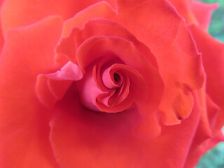 beautiful natural flowers colors fragrant aromatic delicate