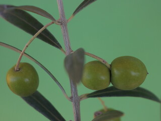 delicious green olives on the tree with leaves waiting to ripen and be consumed