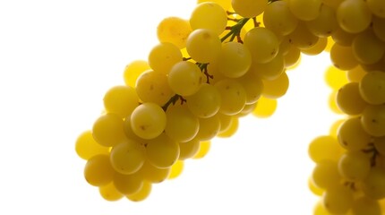 Juicy Yellow Grapes Hanging on Vine Closeup