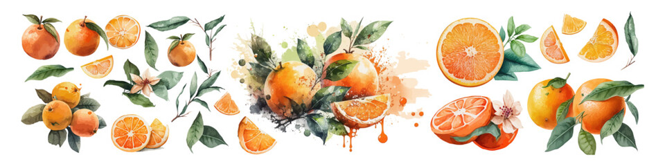 Watercolor orange illustration. Fruit set. Citrus collection.