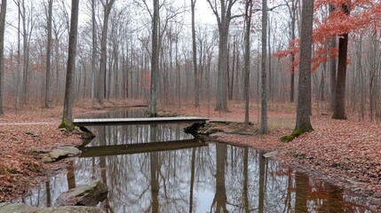 Autumnal woodland bridge reflection, serene forest path, misty day, nature walk