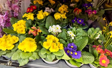 Colorful Primula flowers in the supermarket for sale in the spring