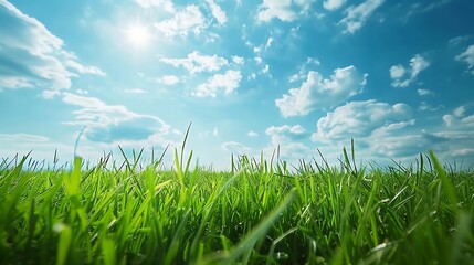 Obraz premium Green grass and blue sky with white clouds. Beautiful summer landscape.