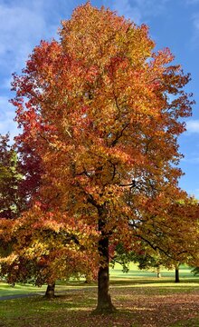 A sweet gum tree, liquidambar styraciflua, displaying gorgeous autumn colours in a park. 