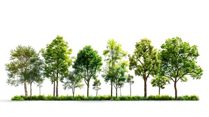 Trees isolated on a white background. Collection of trees in a row.