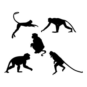 Monkey Silhouette Set On White Background.