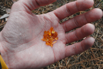 pieces of orange pine resin in the shape of drops on the palm of a man in the forest