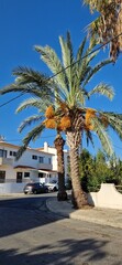 Fototapeta premium Street of a Mediterranean resort town with charming houses, seaside views, warm sunlight, and a relaxing holiday atmosphere by the blue sea 