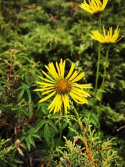 Yellow Elecampane flower (Ínula) against a background of green grass