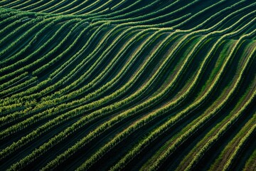 Fototapeta premium Lush Green Vineyards with Curved Rows in Scenic Landscape