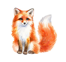 Obraz premium Watercolor illustration of a red fox. Isolated on white background