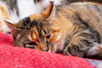 A beautiful calico cat is comfortably laying on a cozy red blanket