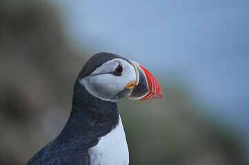 Puffin in iceland