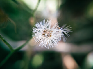 Macro Shot of Blooming Little Ironweed in Nature