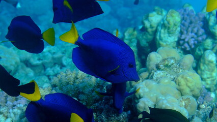 Purple tang or yellowtail surgeonfish (Zebrasoma xanthurum) undersea, Red Sea, Egypt, Sharm El Sheikh, Montazah Bay
