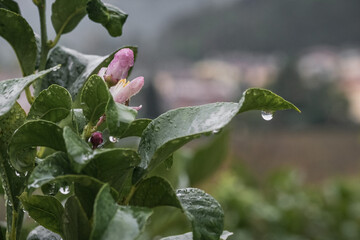 Water drops on lemon fruits in the pouring rain